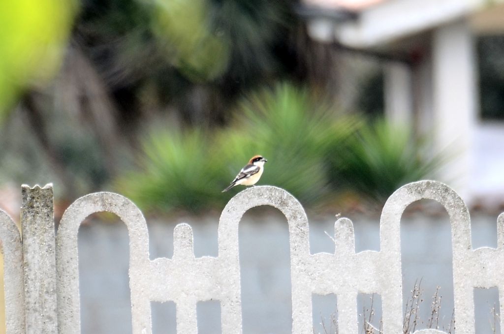 il Birdwatching al tempo del Covid 19